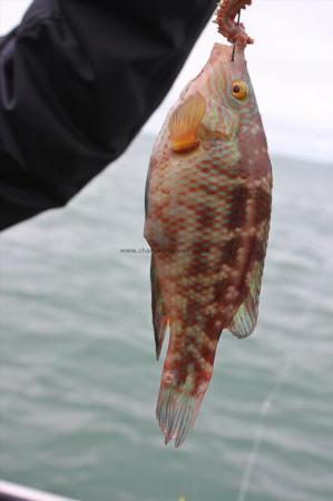 5 oz Corkwing Wrasse by Shaun