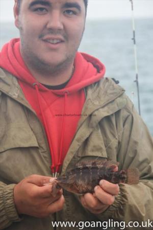 4 oz Corkwing Wrasse by Micky