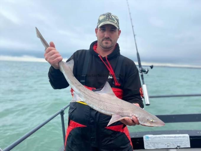 5 lb Starry Smooth-hound by Unknown