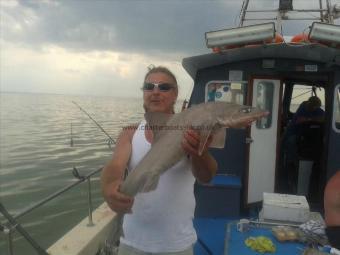 12 lb Smooth-hound (Common) by Shane Bone