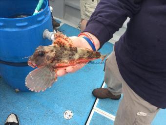 10 oz Streaked Gurnard by Unknown