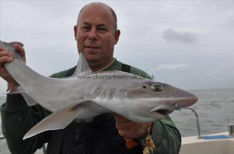 14 lb Smooth-hound (Common) by The skipper
