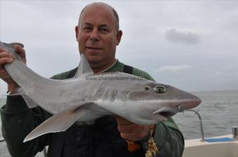 14 lb Smooth-hound by The skipper