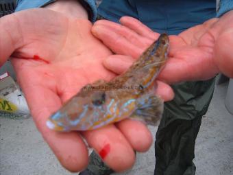 3 oz Common Dragonet by kev kutts