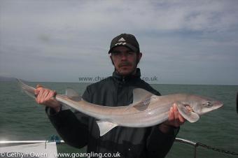 12 lb Starry Smooth-hound by Carl