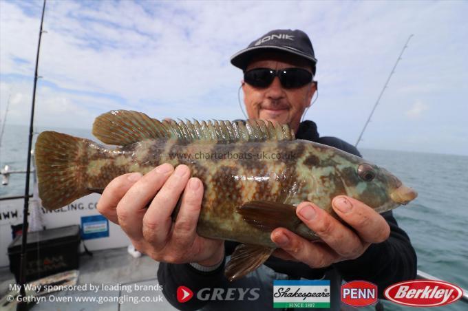 2 lb Ballan Wrasse by Peter