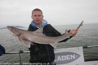 12 lb Starry Smooth-hound by Steve