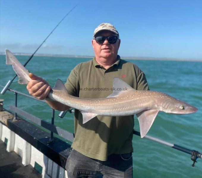 7 lb Smooth-hound by Unknown