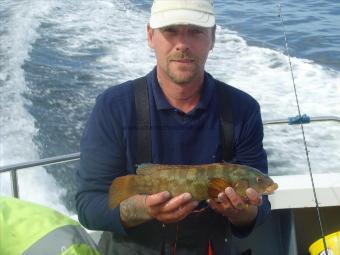 1 lb 10 oz Ballan Wrasse by Unknown