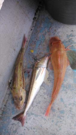 1 lb 8 oz Grey Gurnard by unknown