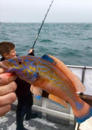 1 lb 2 oz Cuckoo Wrasse by Unknown