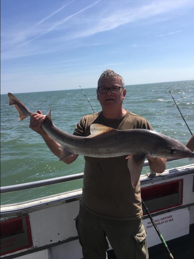 15 lb Starry Smooth-hound by Unknown