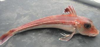 4 oz Streaked Gurnard by Jim Stone