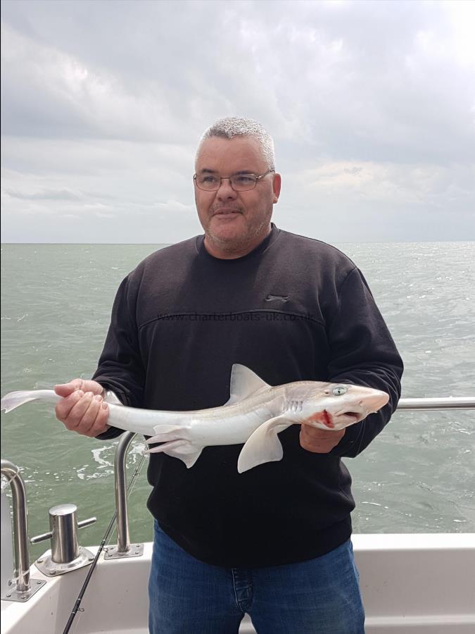 4 lb 5 oz Starry Smooth-hound by Andy
