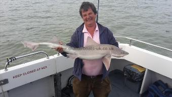 20 lb 1 oz Starry Smooth-hound by David cousins