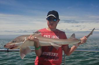 16 lb Starry Smooth-hound by Kurtis