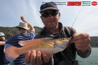 1 lb Cuckoo Wrasse by Mike