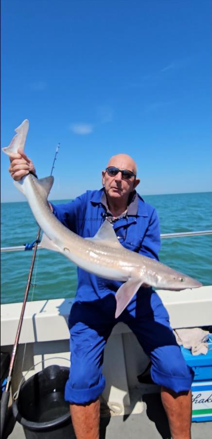 14 lb Starry Smooth-hound by Dave