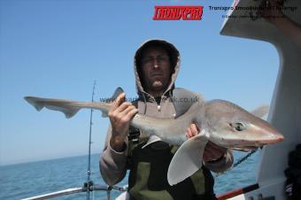8 lb Starry Smooth-hound by Sean