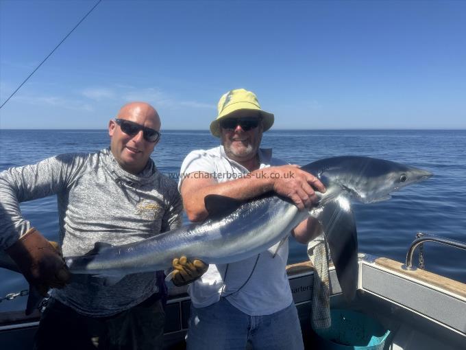 50 lb Blue Shark by Unknown