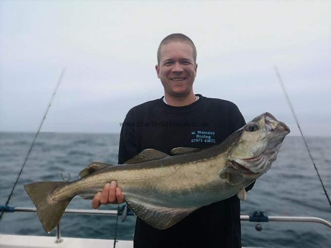 12 lb 8 oz Pollock by Unknown