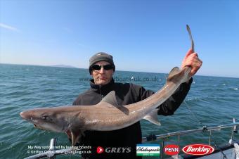 16 lb Starry Smooth-hound by Mark