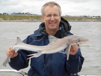 4 lb Starry Smooth-hound by Nigel