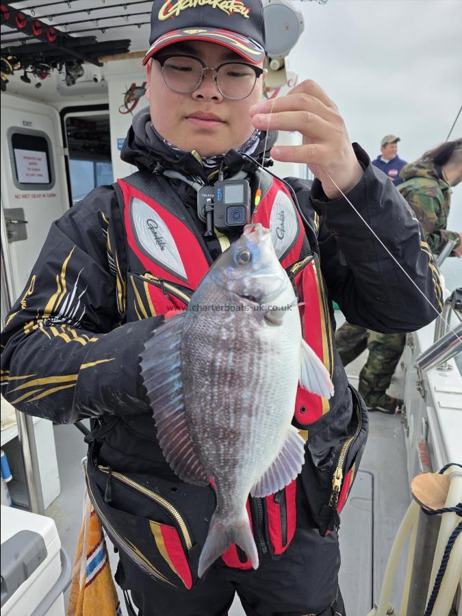 1 lb 8 oz Black Sea Bream by Unknown
