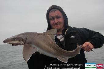 14 lb Starry Smooth-hound by Peter