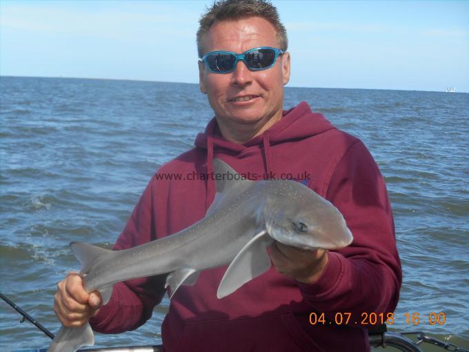 4 lb 5 oz Starry Smooth-hound by Mike