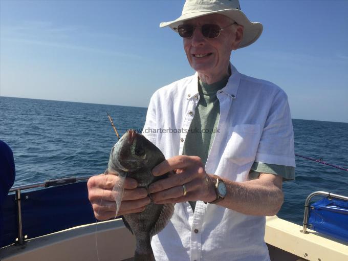 2 lb 8 oz Black Sea Bream by Unknown