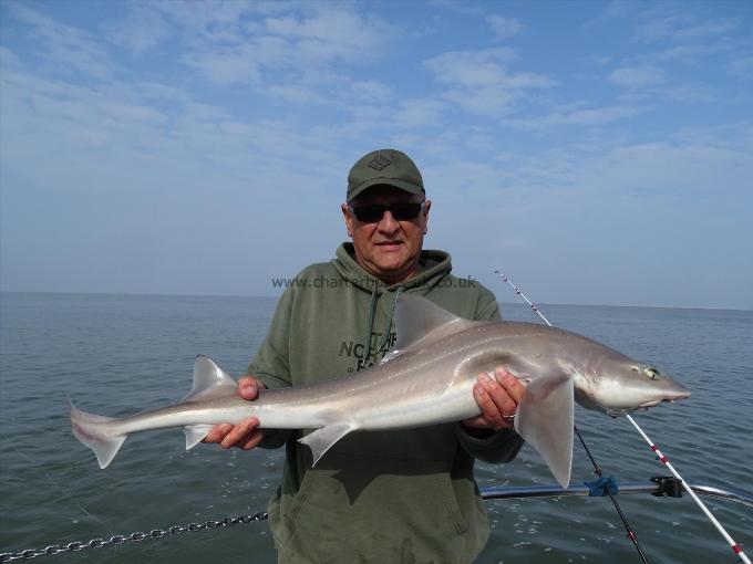2 oz Smooth-hound by Unknown