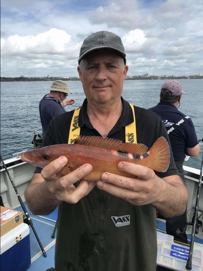 1 lb 8 oz Cuckoo Wrasse by Unknown