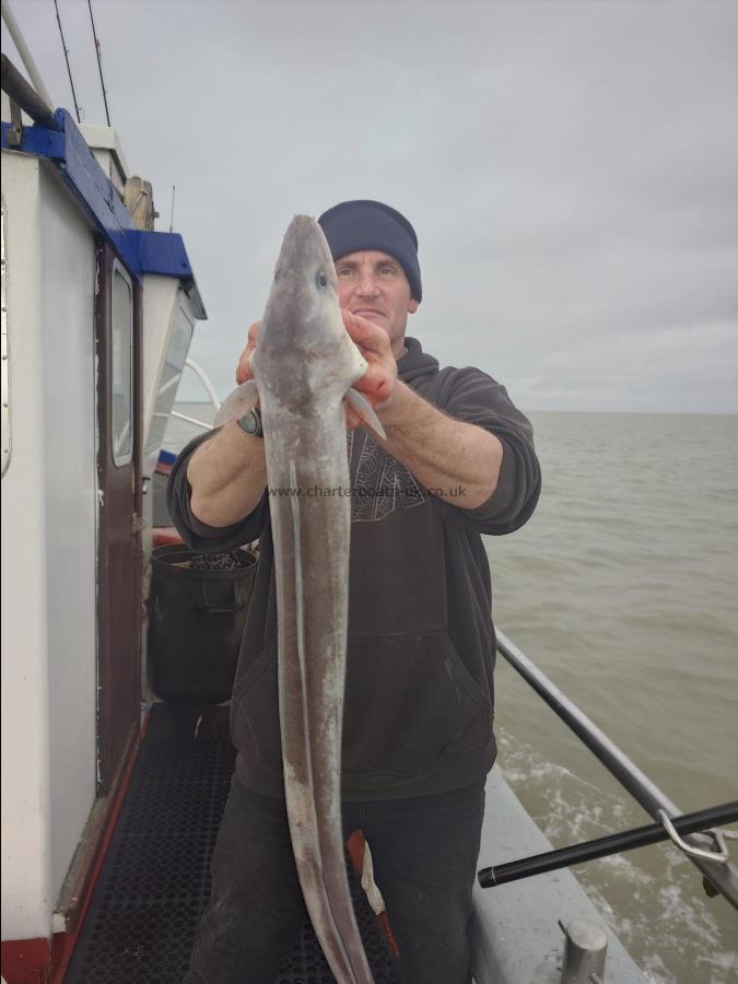 10 lb Conger Eel by David