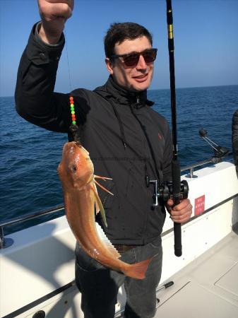 4 lb 5 oz Tub Gurnard by Unknown