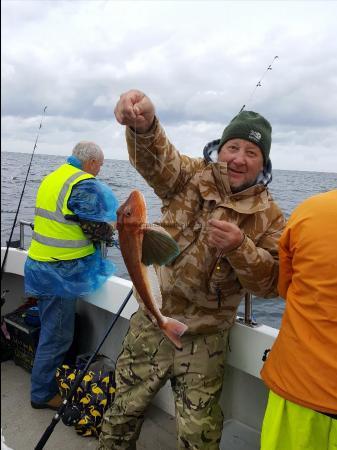 1 lb 8 oz Tub Gurnard by Steve