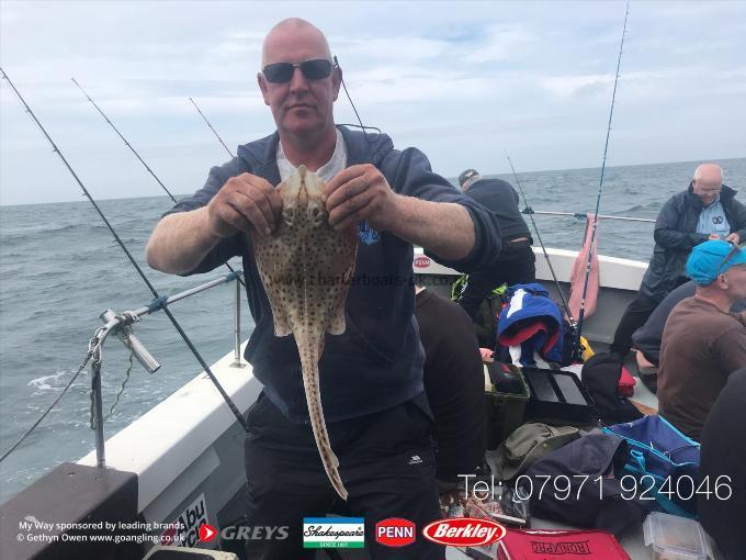 2 lb Spotted Ray by Unknown