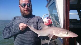 5 lb 3 oz Starry Smooth-hound by George from Ramsgate