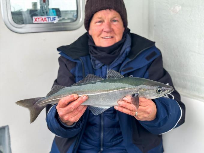 2 lb 14 oz Coalfish (Coley/Saithe) by Jude
