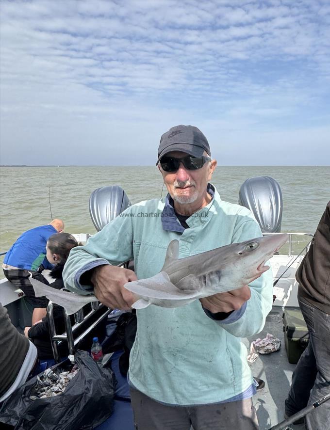 7 lb Starry Smooth-hound by Tim