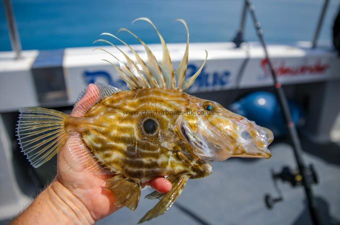 6 oz John Dory by Unknown