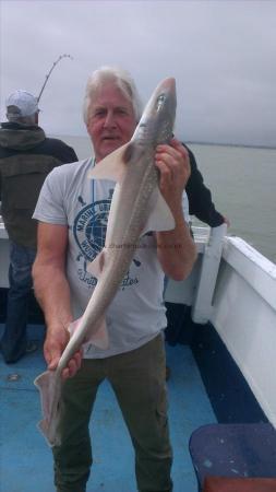 7 lb Smooth-hound (Common) by alan