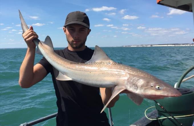 17 lb Smooth-hound (Common) by Unknown