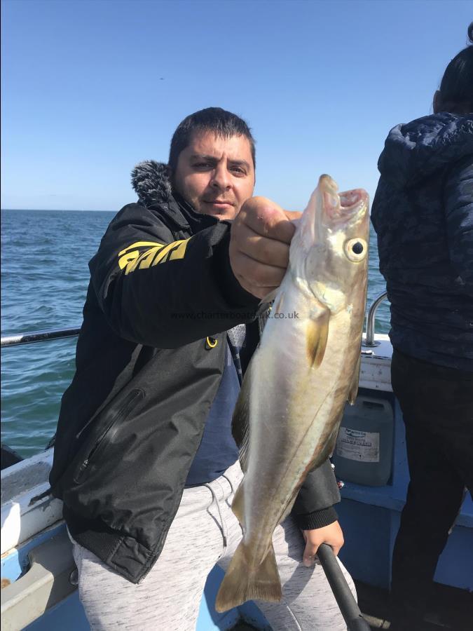 5 lb Pollock by Mario from leeds