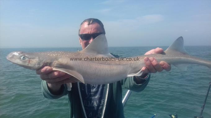 8 lb Smooth-hound (Common) by Paul