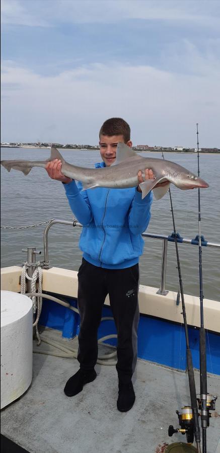 10 lb Starry Smooth-hound by Unknown