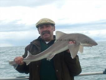 13 lb Smooth-hound (Common) by Dic Doc