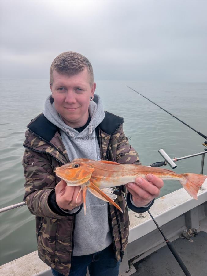 1 lb 5 oz Tub Gurnard by Wobbly