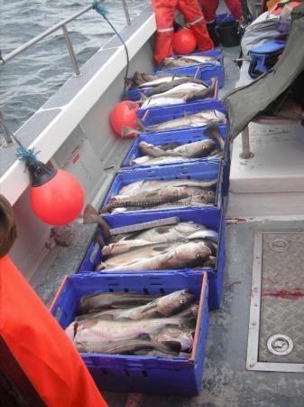 10 lb Cod by Unknown