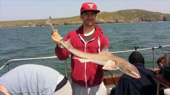 5 lb 9 oz Starry Smooth-hound by Unknown